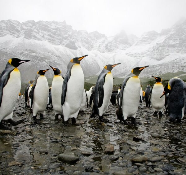 How Penguin Leadership Will Change Your Team Culture