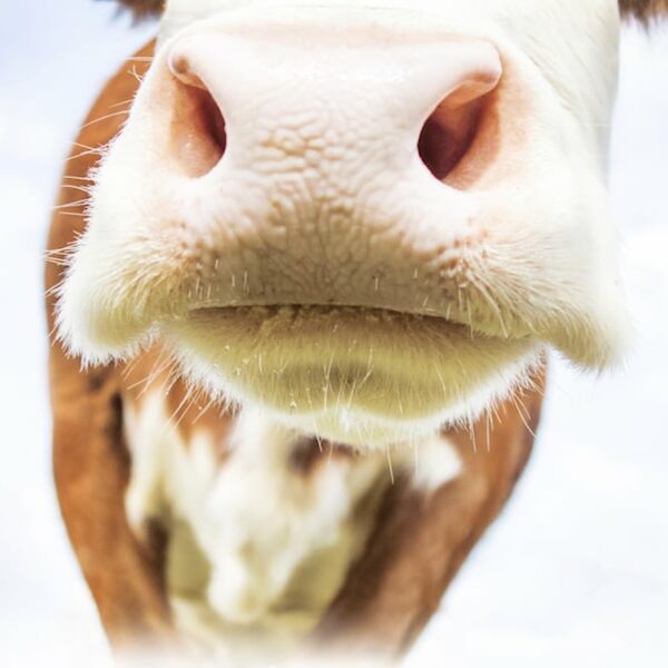 How to Get More Cash Cows