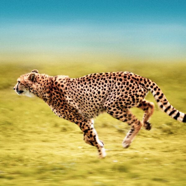 The Science of Record-Breaking