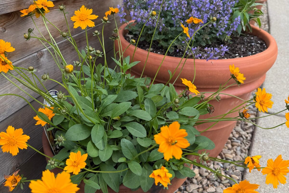 Potted flowers