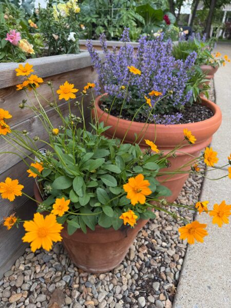 Potted flowers