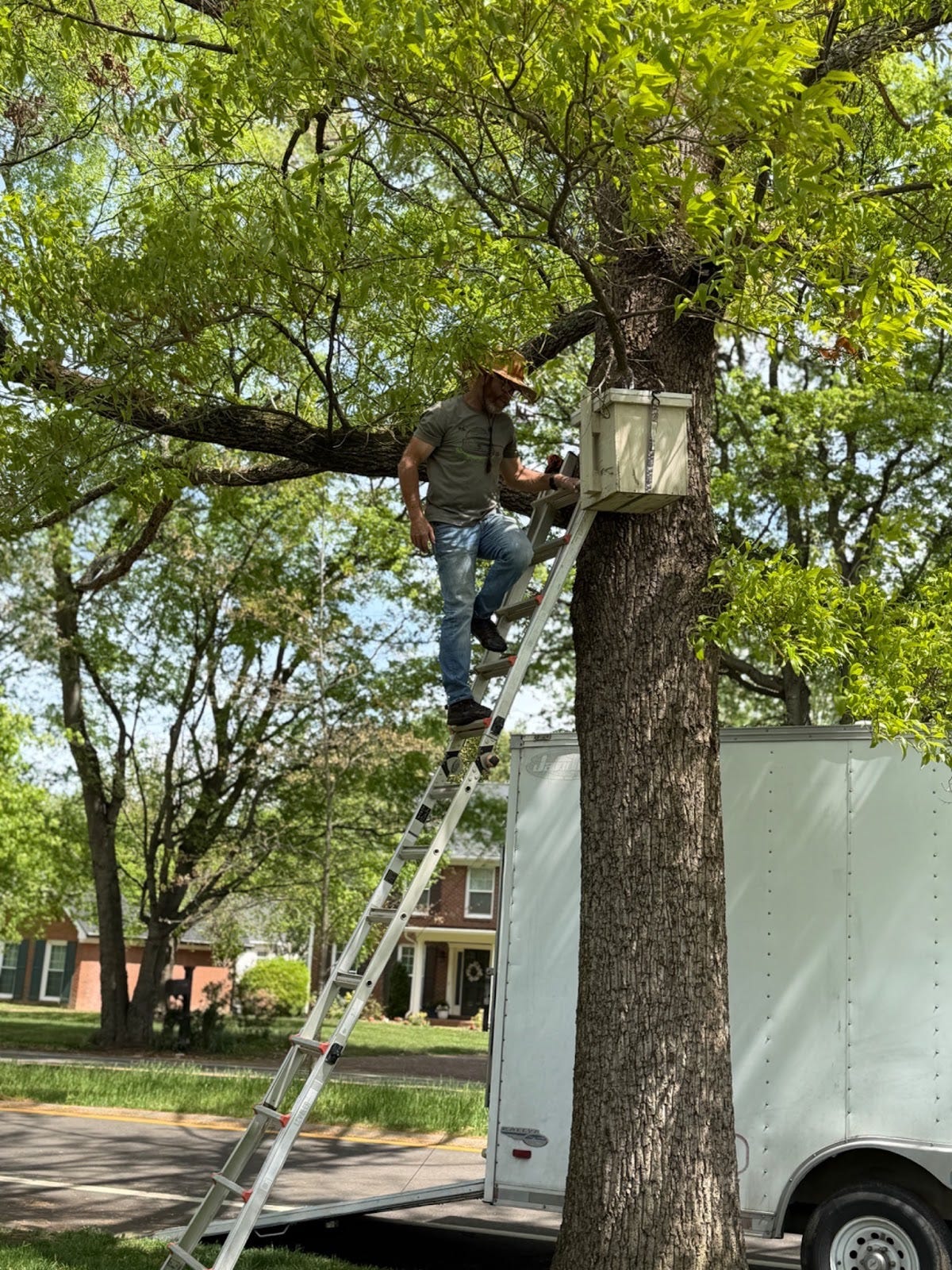 Bee traps
