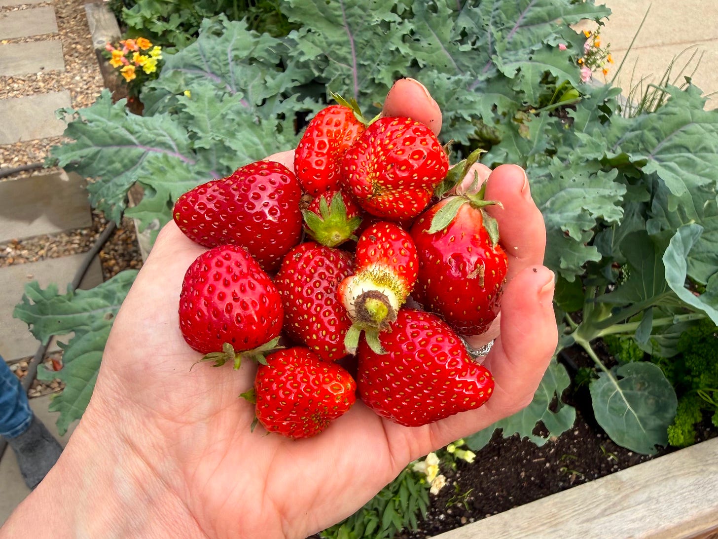 strawberries